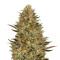 Wedding Flowers (Dr. Krippling Seeds) Cannabis-Samen
