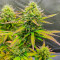 Wedding Cake Autoflower feminisierte Samen (EGS)