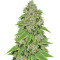 Alien Gorilla (Big Head Seeds) Cannabis-Samen