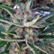 Auto Malawi x Northern Lights (Ace Seeds) Cannabis-Samen
