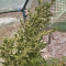 Auto Malawi x Northern Lights (Ace Seeds) Cannabis-Samen