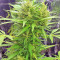 BCN Power Plant Autoflower (Seedstockers) Cannabis-Samen