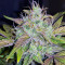 Berry Ryder Auto (Auto Seeds) Cannabis-Samen