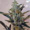 Berry Ryder Auto (Auto Seeds) Cannabis-Samen