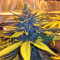 Bubble Bomb (Bomb Seeds) Cannabis-Samen