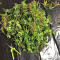 Chem Berry D regular (Dark Horse Genetics) Cannabis-Samen