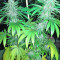 Cookies and Cream Strain