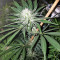 Original Bruce Banner regular (Dark Horse Genetics) Cannabis-Samen