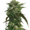 Original Bruce Banner regular (Dark Horse Genetics) Cannabis-Samen