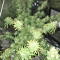 Pakistan Chitral Kush Standard (Ace Seeds) Cannabis-Samen