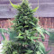 Secret Ducky (Xtreme Seeds) Cannabis-Samen
