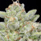 Skywalka Cookies (Big Head Seeds) Cannabis-Samen