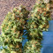 Skywalka Ghost Kush (Big Head Seeds) Cannabis-Samen