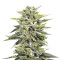 Sour Lemon OG Samen feminisiert (Emerald Triangle Seeds)