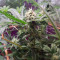 Toxic (Ripper Seeds) Cannabis-Samen