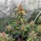 Alien Moonrocks feminisierte Samen (Original Sensible Seeds)