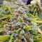 Amnesia Autoflower (Seedstockers) Cannabis-Samen