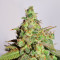 Auto Euforia (Dutch Passion) Cannabis-Samen