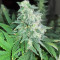 Auto Gelato (Female Seeds) Cannabis-Samen