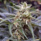 Auto Masszar (Critical Mass Collective Seeds) Cannabis-Samen