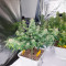 Berry Bomb Auto (Bomb Seeds) Cannabis-Samen