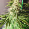 Cotton Candy Cane (Emerald Triangle Seeds) Cannabis-Samen