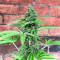 Fruit Punch Auto feminisiertes Saatgut (Heavyweight Seeds)