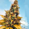 Gelato (Cali Buds Seeds) Cannabis-Samen