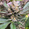 GG4 Sherbet Fast Flowering (Fast Buds)