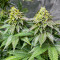 Girl Scout Cookies Fast Version feminisierte Samen (EGS)