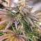 Grandaddy Banner feminisierte Samen (AlphaFem Seeds)