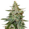 O.G. Kush Autoflower feminisierte Samen (Seedstockers)