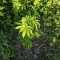 Kaufe Blackberry Moonrocks Samen feminisiert von AlphaFem Seeds