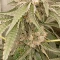 Amnesia Lemon Kush Cannabis-Samen Kaufen