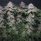 Purple Punch (Barney's Farm) Cannabis-Samen zu verkaufen