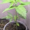 Purple Lemonade Auto Cannabis-Samen Kaufen
