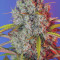 Blue Dream'matic Auto Cannabis-Samen Kaufen