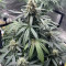 Jack Herer Auto (GHS) Cannabis-Samen zu verkaufen
