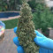 Auto Colorado Cookies Cannabis-Samen Kaufen