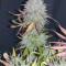 Super Lemon Haze Auto (Green House Seeds)