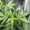 Quick One Auto (RQS) Cannabis-Samen zu verkaufen