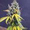 Black Jack CBD Cannabis-Samen Kaufen