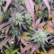 Bakers Delight (DNA Genetics) Cannabis-Samen zu verkaufen