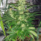 Widow Remedy regular (Barney's Farm) Cannabis-Samen zu verkaufen