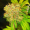 Bruce Banner #3 Cannabis-Samen Kaufen
