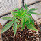 Durban Poison (Dutch Passion) Cannabis-Samen zu verkaufen