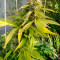 Purple Punch (Barney's Farm) Cannabis-Samen zu verkaufen