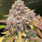 Chocolate Mint OG (Humboldt Seeds Organization) Cannabis-Samen zu verkaufen