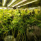 Kaufe Grandmommy Purple Samen feminisiert von Herbies Seeds