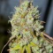 1-800-Cinderella-99 Autoflower feminisierte Samen (Seedkeepers)